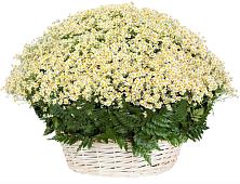 Цветочная композиция из Ромашки в корзине #REPLACE_PRED# Мисайлово